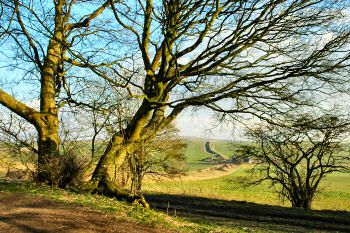 I had my lunch under these trees. the Wansdyke in the background.