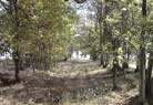 This is the wood that we walked through.