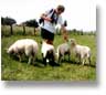 Wansdyke sheep at Tan Hill